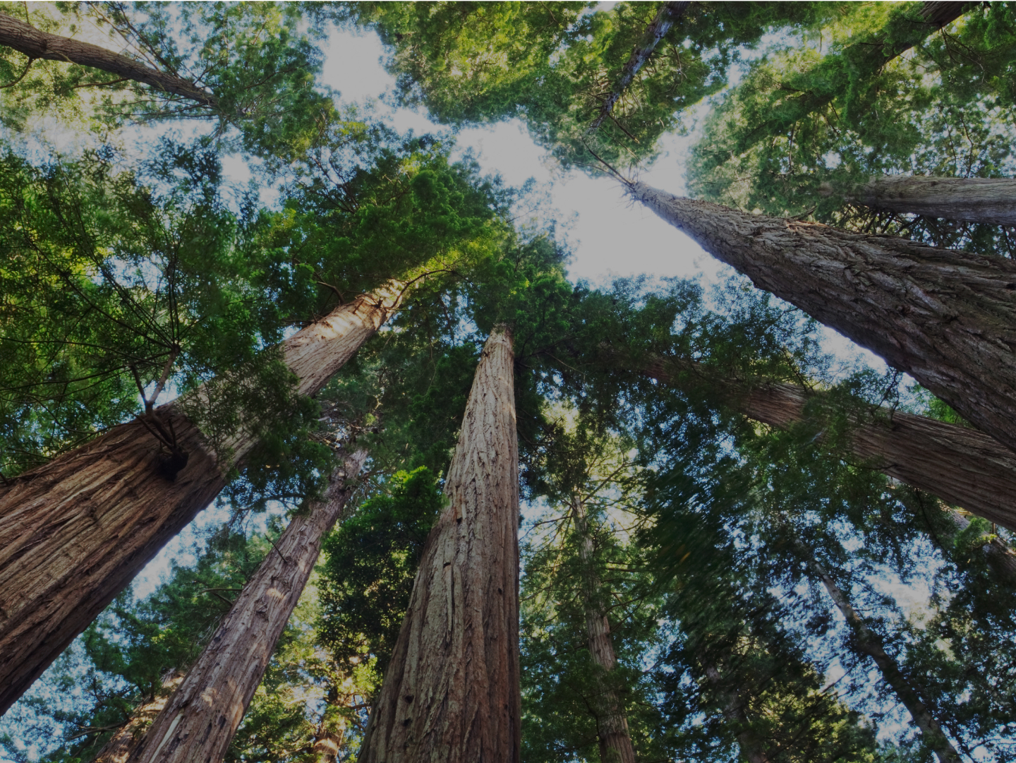 trees